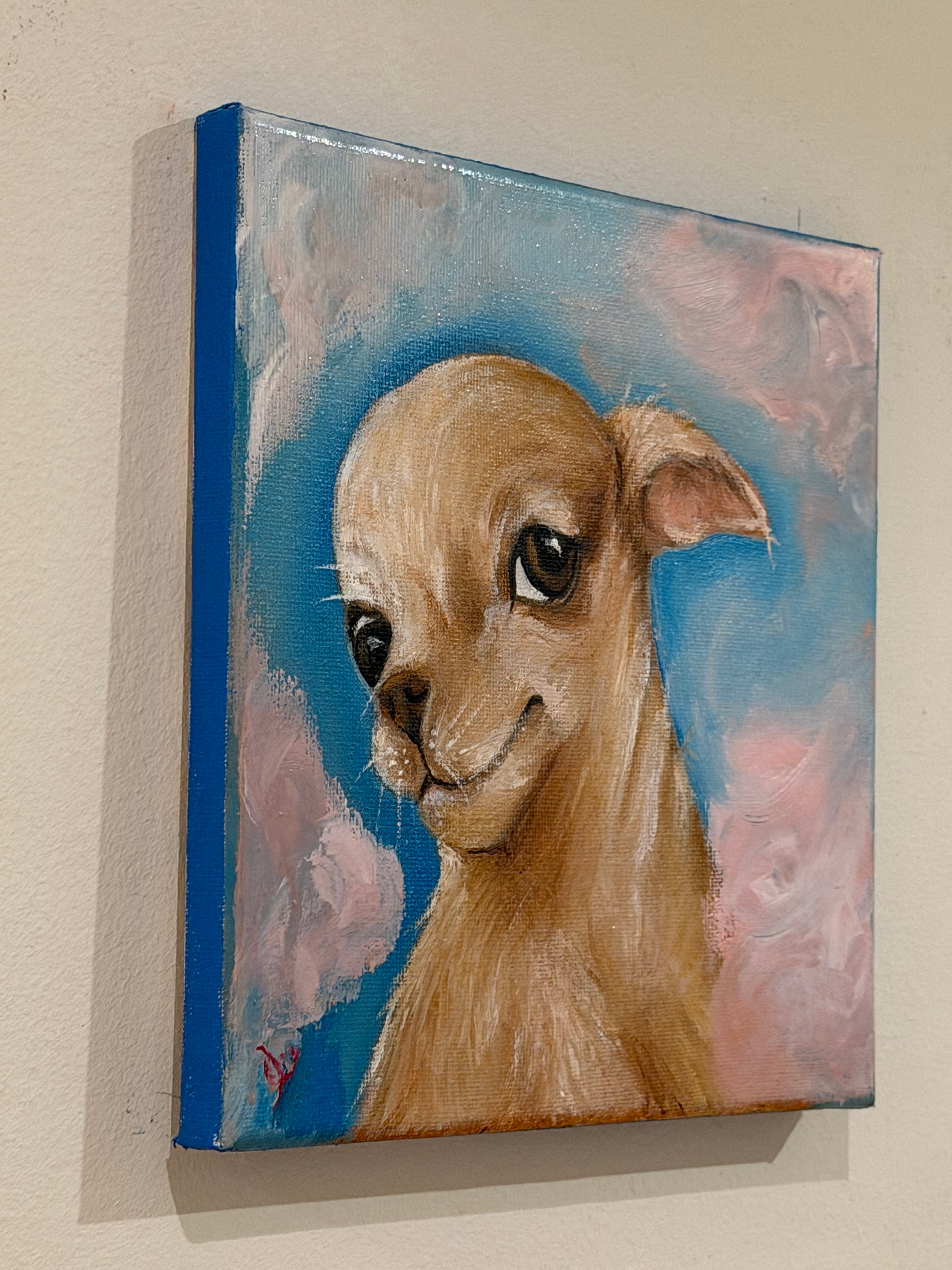 Marshmallow | Chihuahua