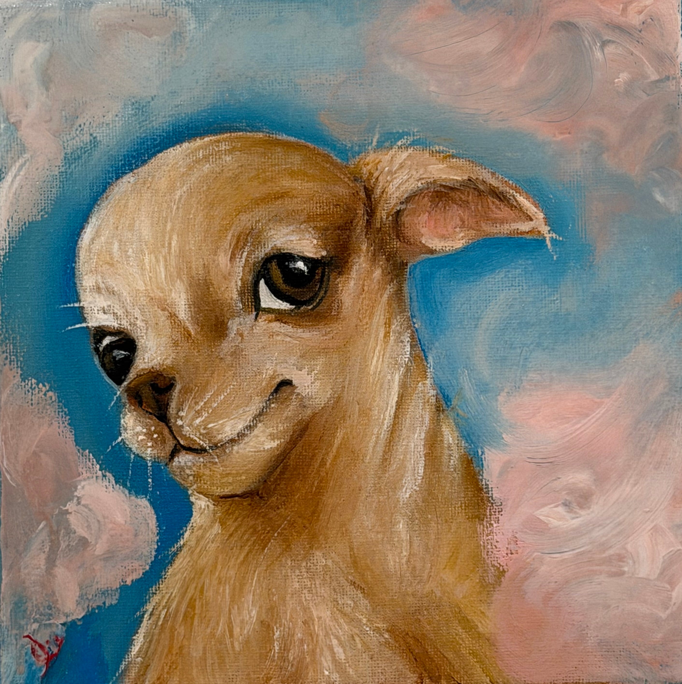 Marshmallow | Chihuahua