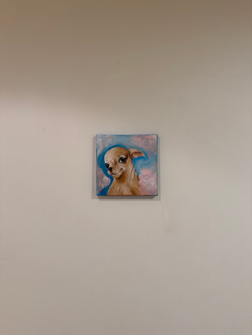 Marshmallow | Chihuahua