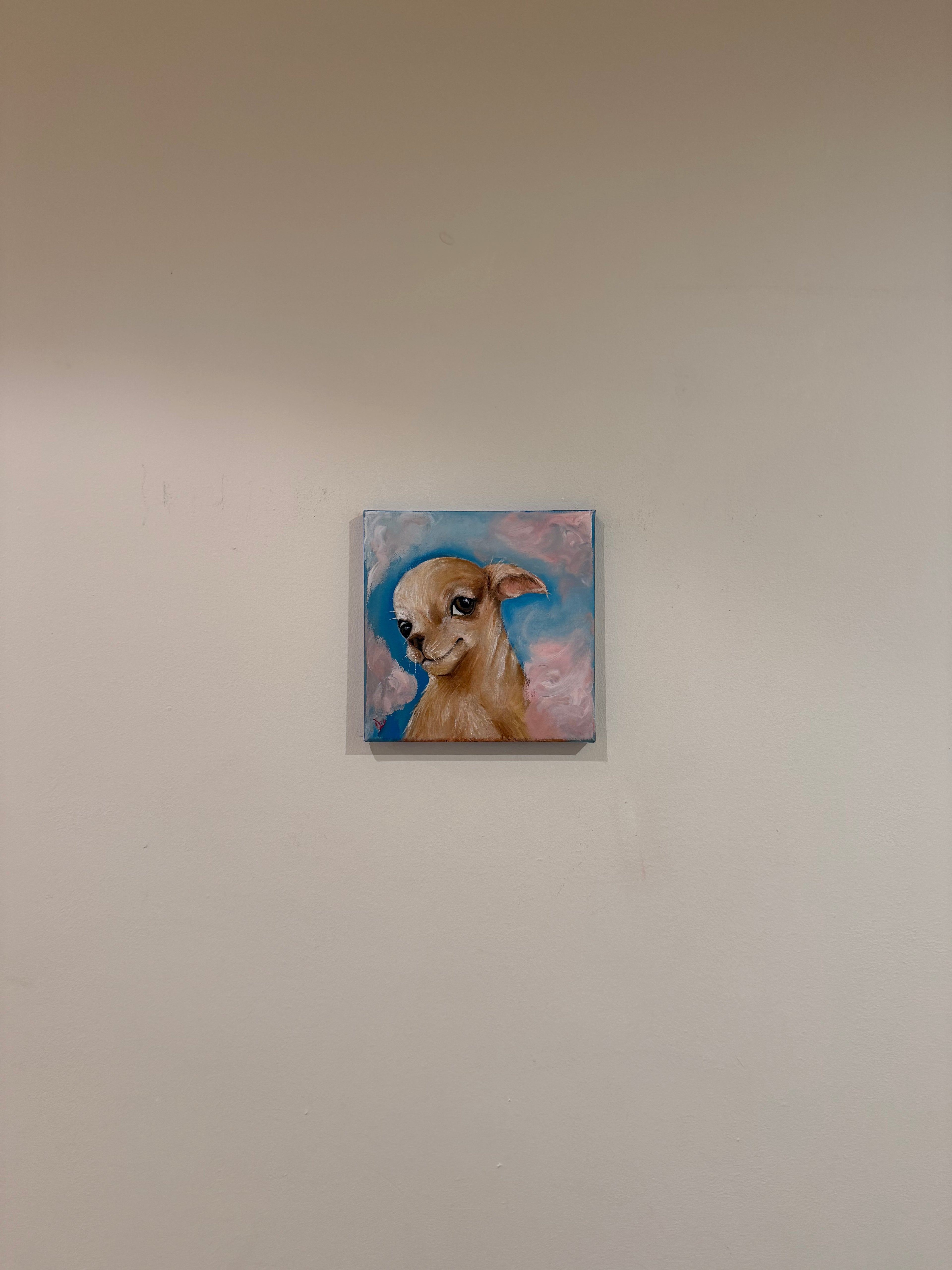 Marshmallow | Chihuahua