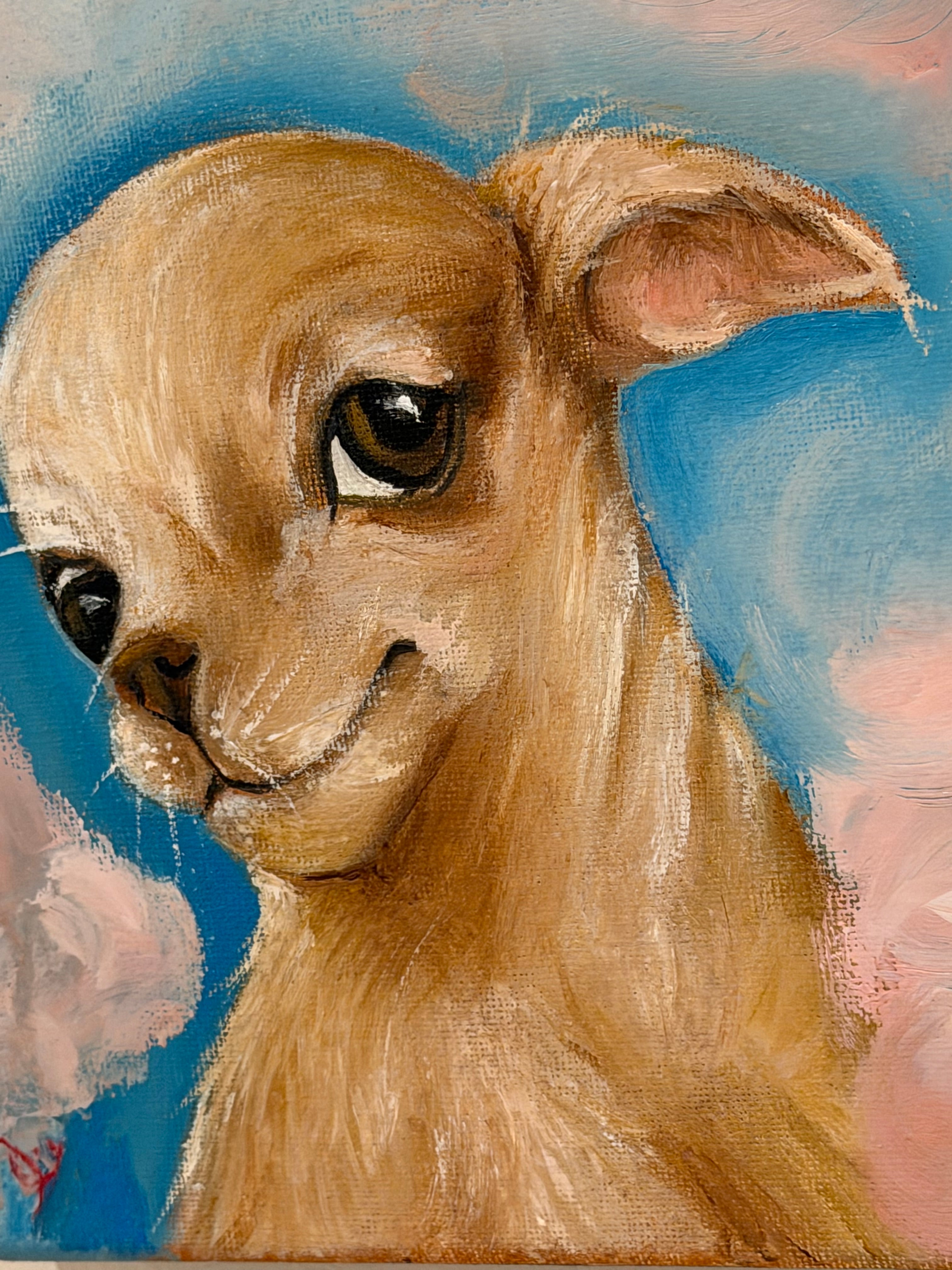 Marshmallow | Chihuahua